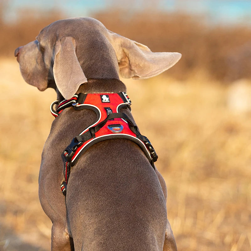 Chaleco de Seguridad para Perros