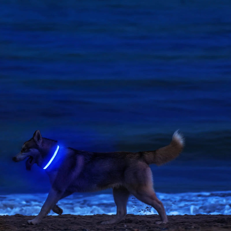 Collar para perro XS/M, recargable por USB, luces LED para Collar, luz nocturna de seguridad suave ajustable, suministros para mascotas intermitentes